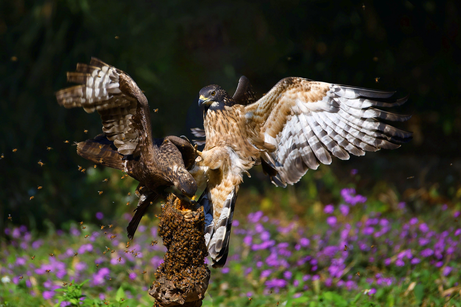 4月佳作-邱瑞山-蜂鷹爭食