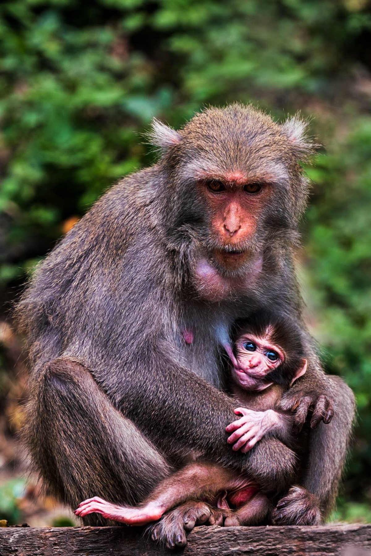 4月入選-楊朝文-無奈