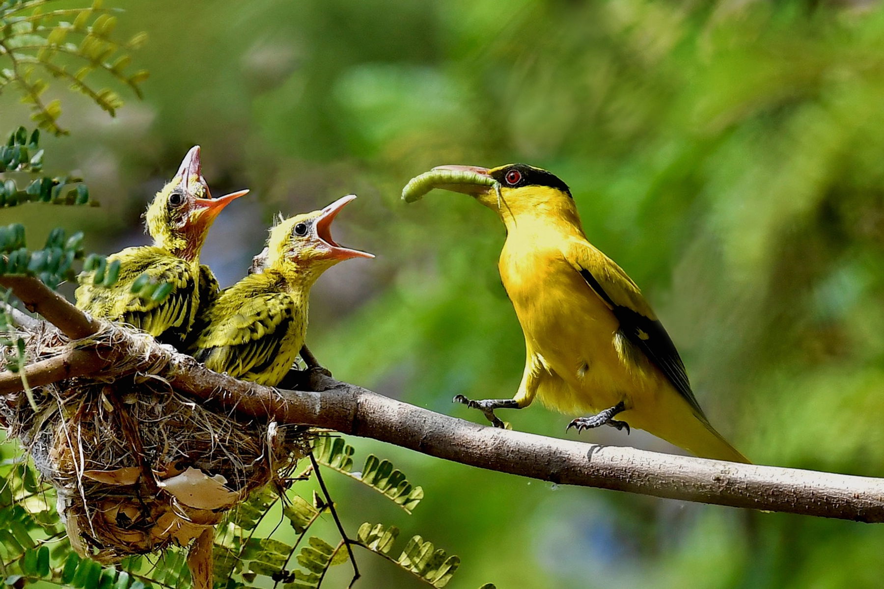 4月入選-陳泓文-黃鸝鳥育雛