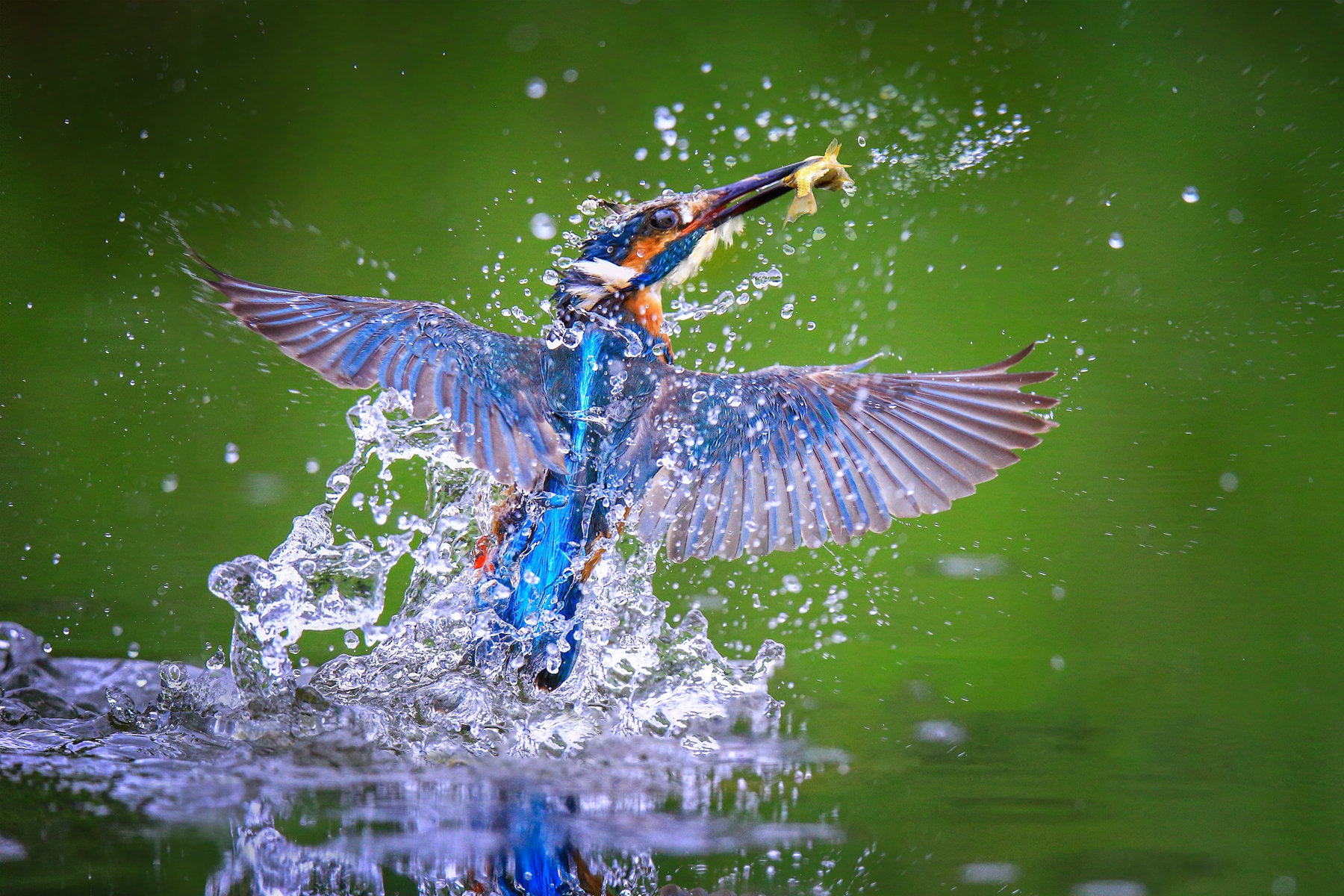 4月入選-陳秀芳-捕魚高手