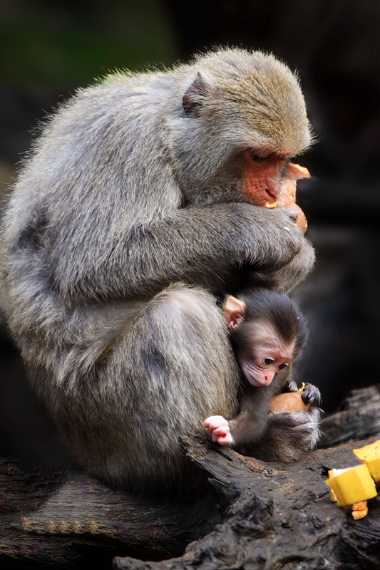 5月入選-邱瑞山-我也想吃