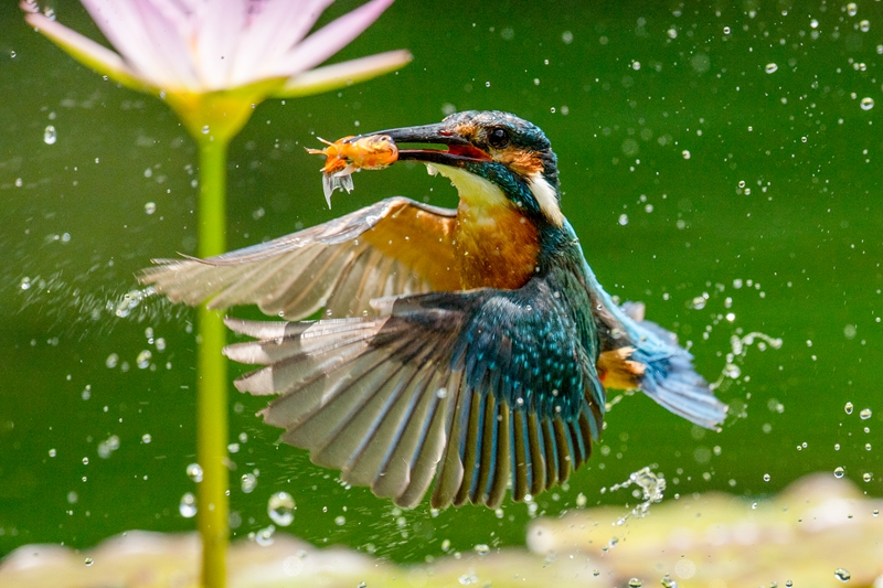 5月入選-陳泓文-展翅獵食