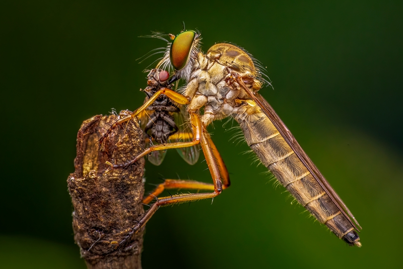 6月佳作-殷偉程-食蟲虻