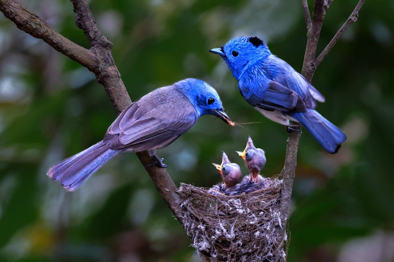 6月佳作-邱瑞山-黑枕藍鶲育雛