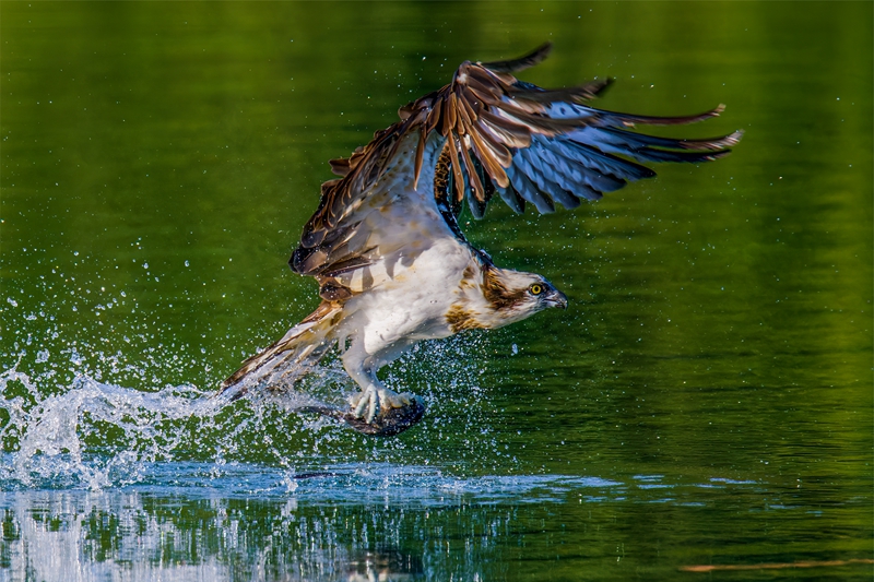6月佳作-陳秀芳-漁獵高手