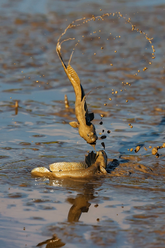 6月入選-邱瑞山-旋轉跳躍