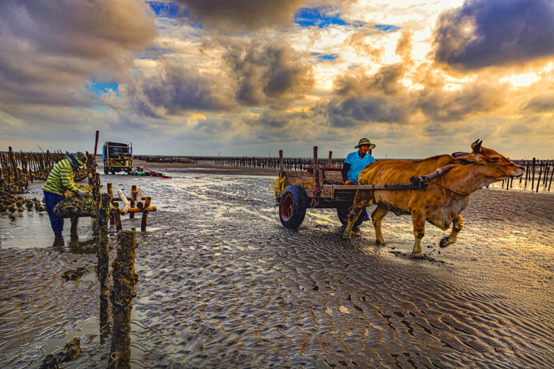 6月入選-陳瀅全-蚵農海牛