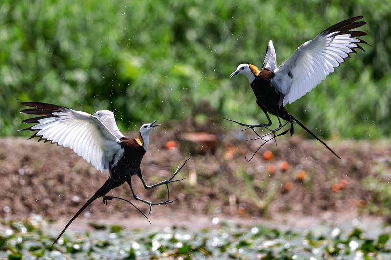 7月佳作-邱瑞山-為繁殖而戰