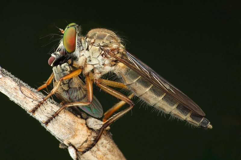 7月入選-邱瑞山-食蟲虻捕食