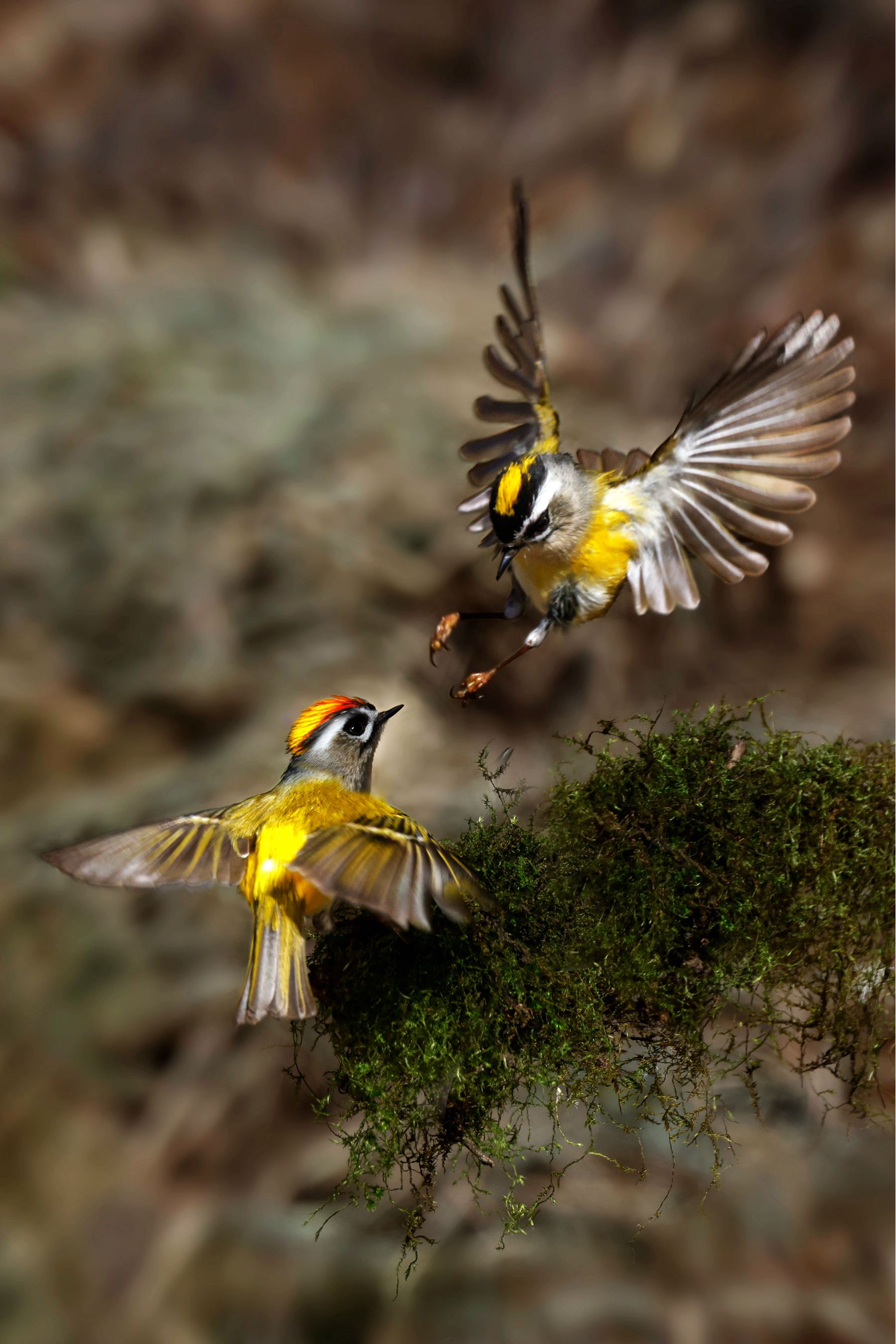 8月入選-邱瑞山-突襲