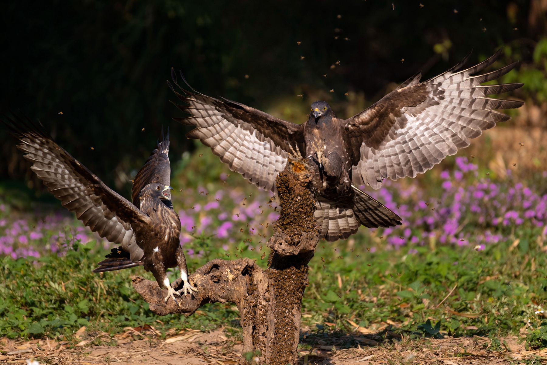 8月入選-邱瑞山-驚嚇