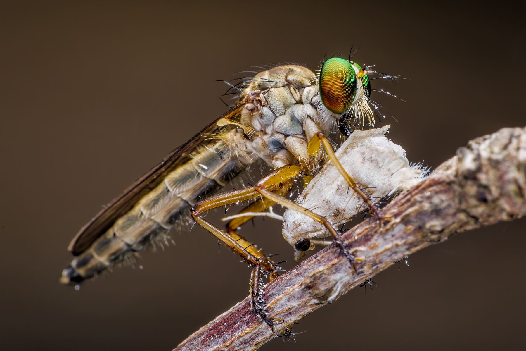 8月入選-陳秀芳-美味的一餐