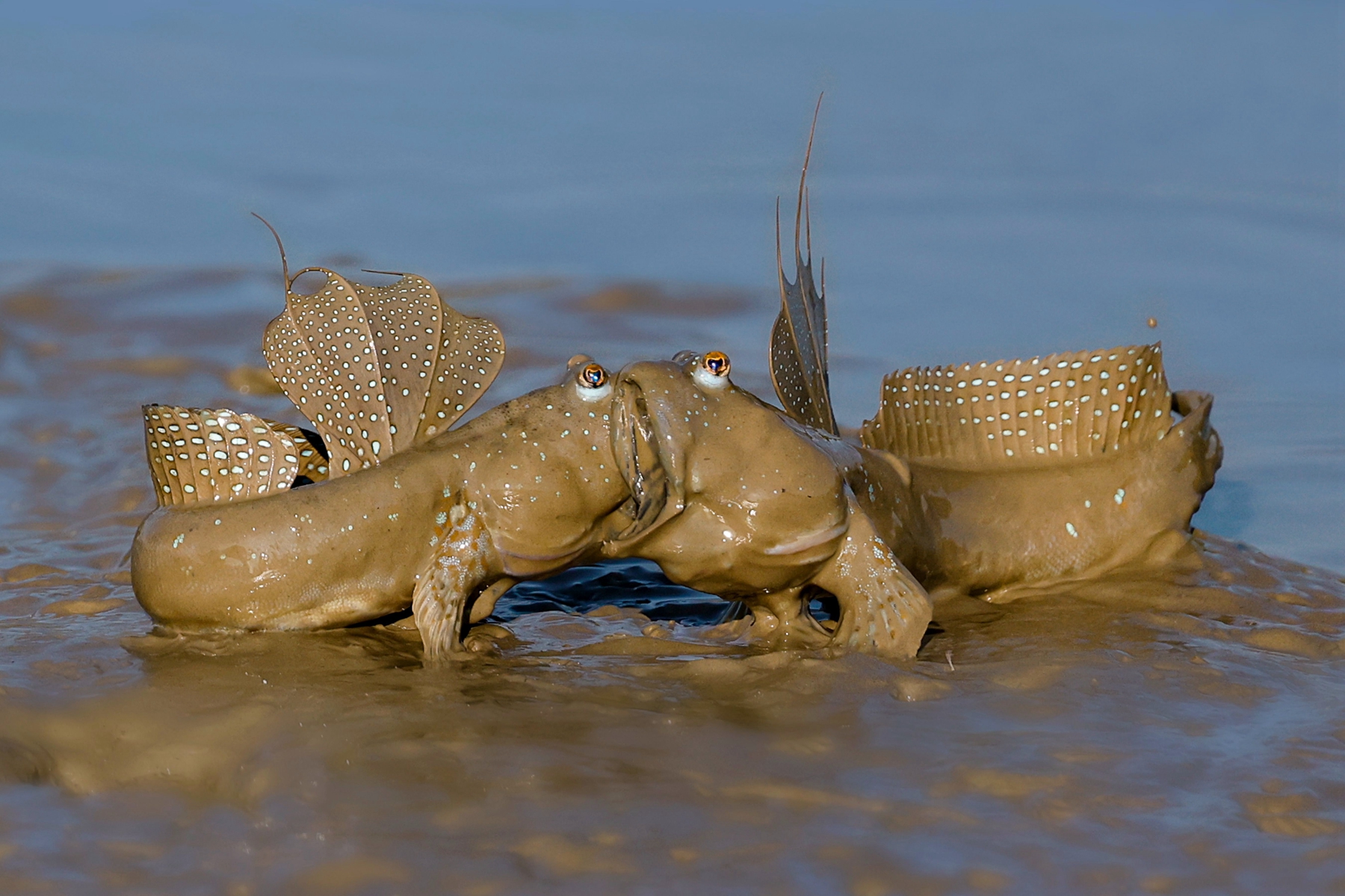9月入選-邱瑞山-地盤保衛戰
