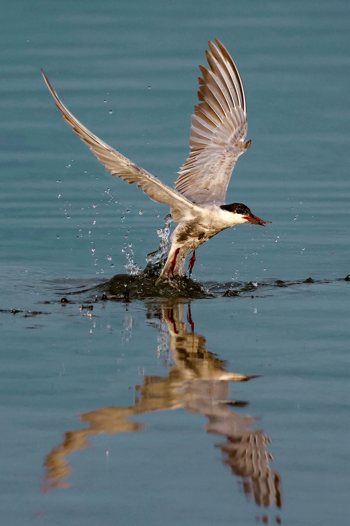 9月入選-邱瑞山-黑腹燕鷗捕食