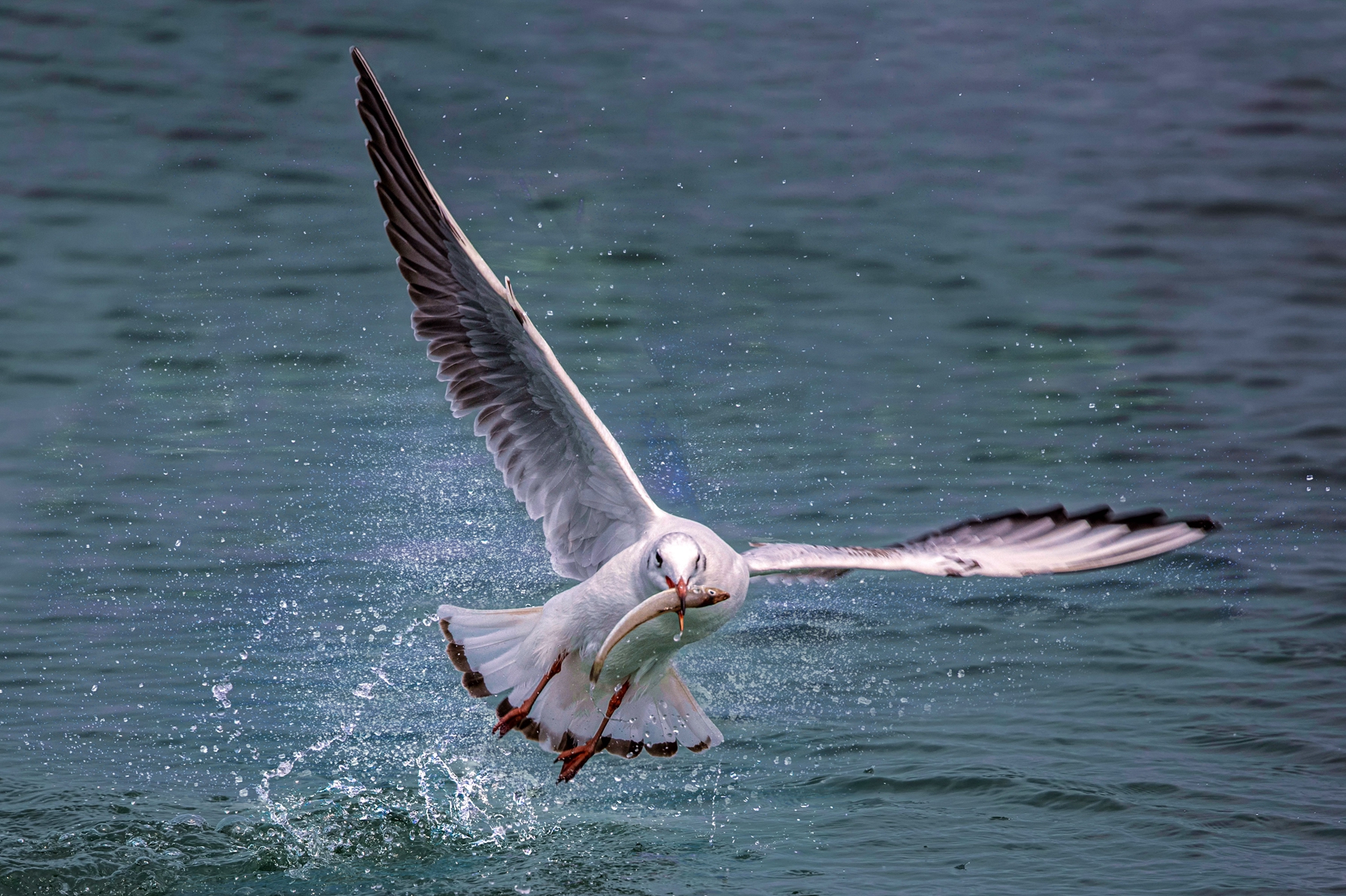 10月入選-邱瑞山-紅嘴鷗捕食