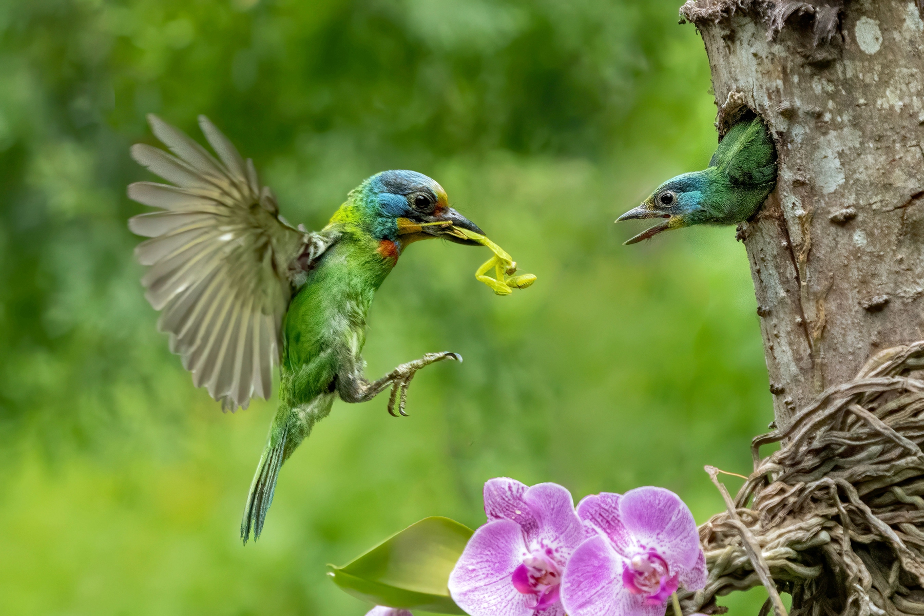 11月佳作-邱瑞山-五色鳥育雛