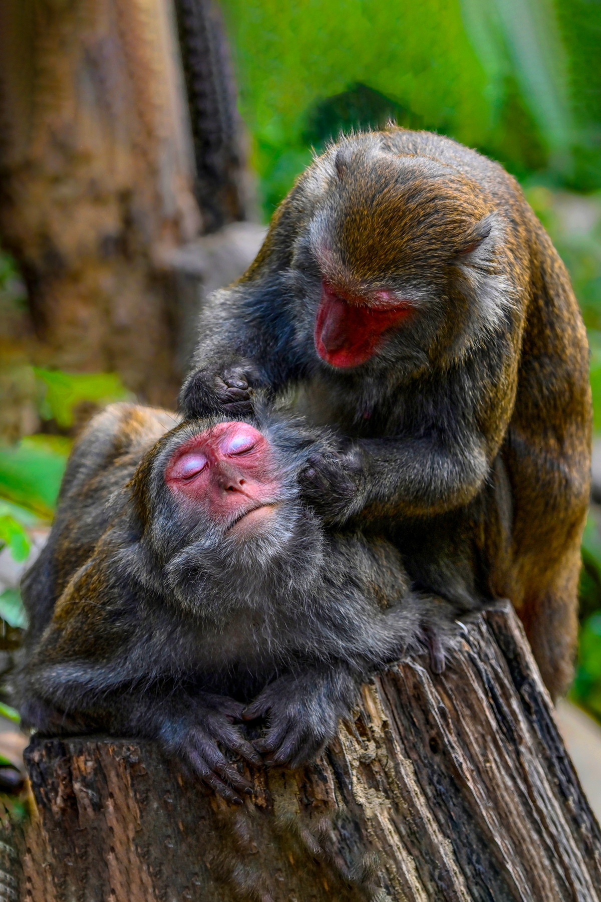 1月佳作-陳泓文-鶼鰈情深