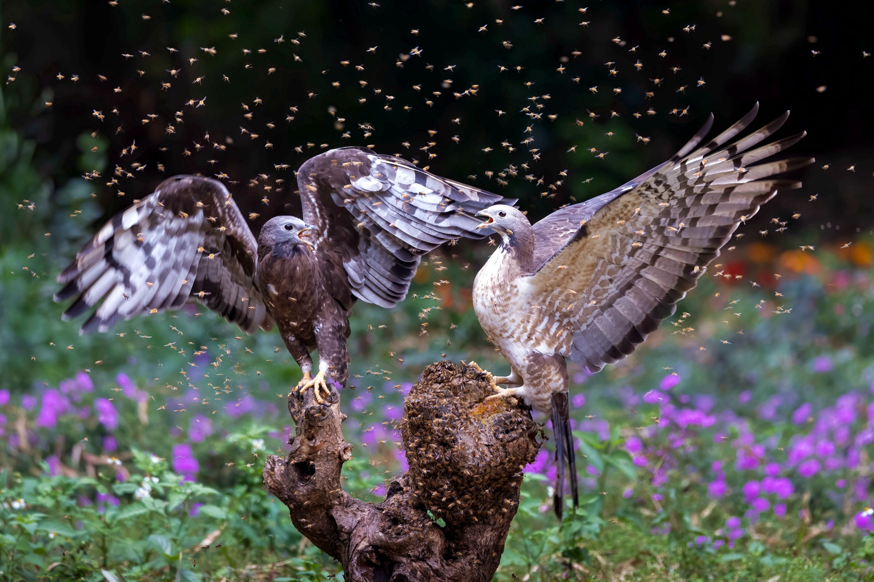 1月入選-邱瑞山-蜂鷹爭食