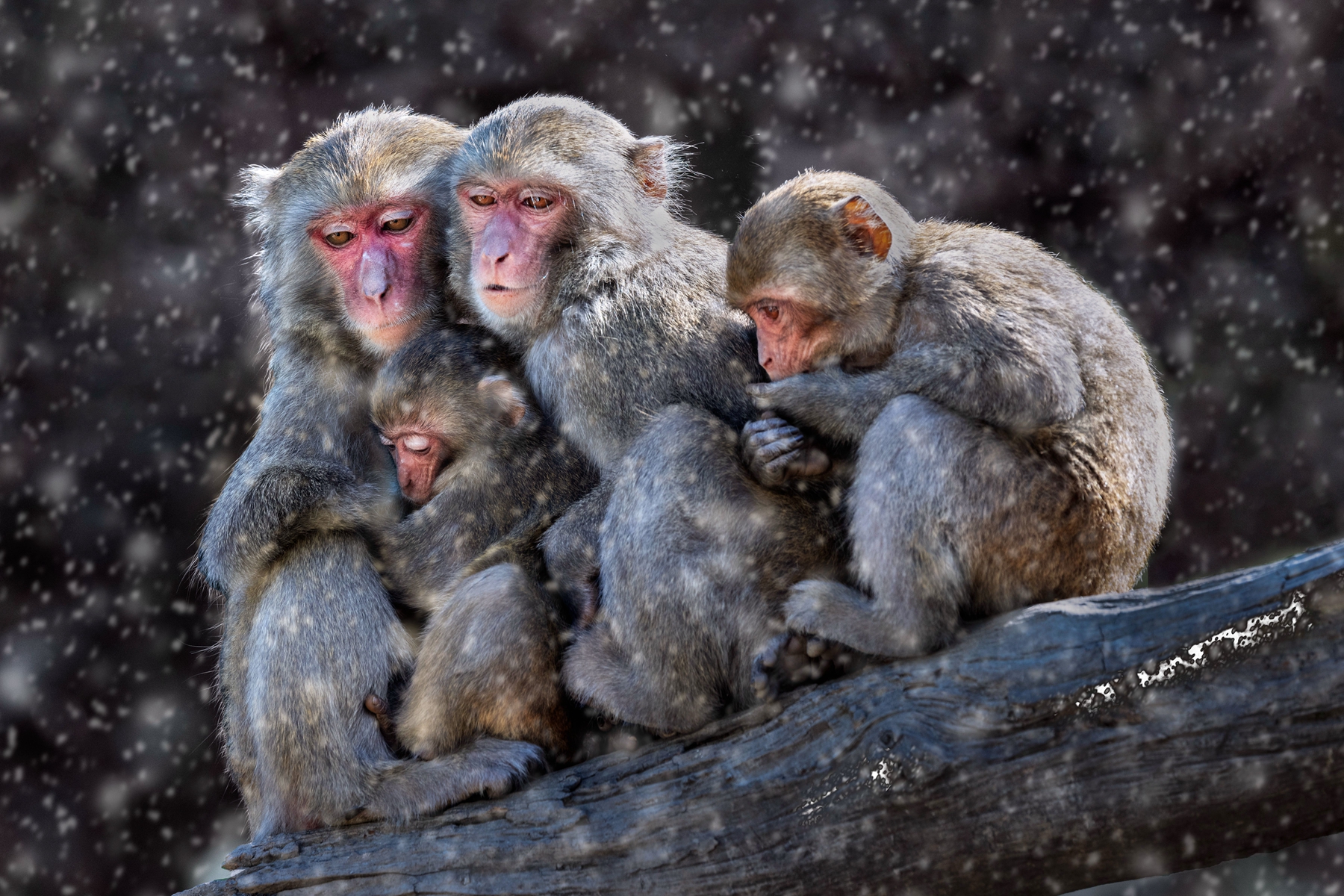 1月入選-邱瑞山-風雪中的溫暖