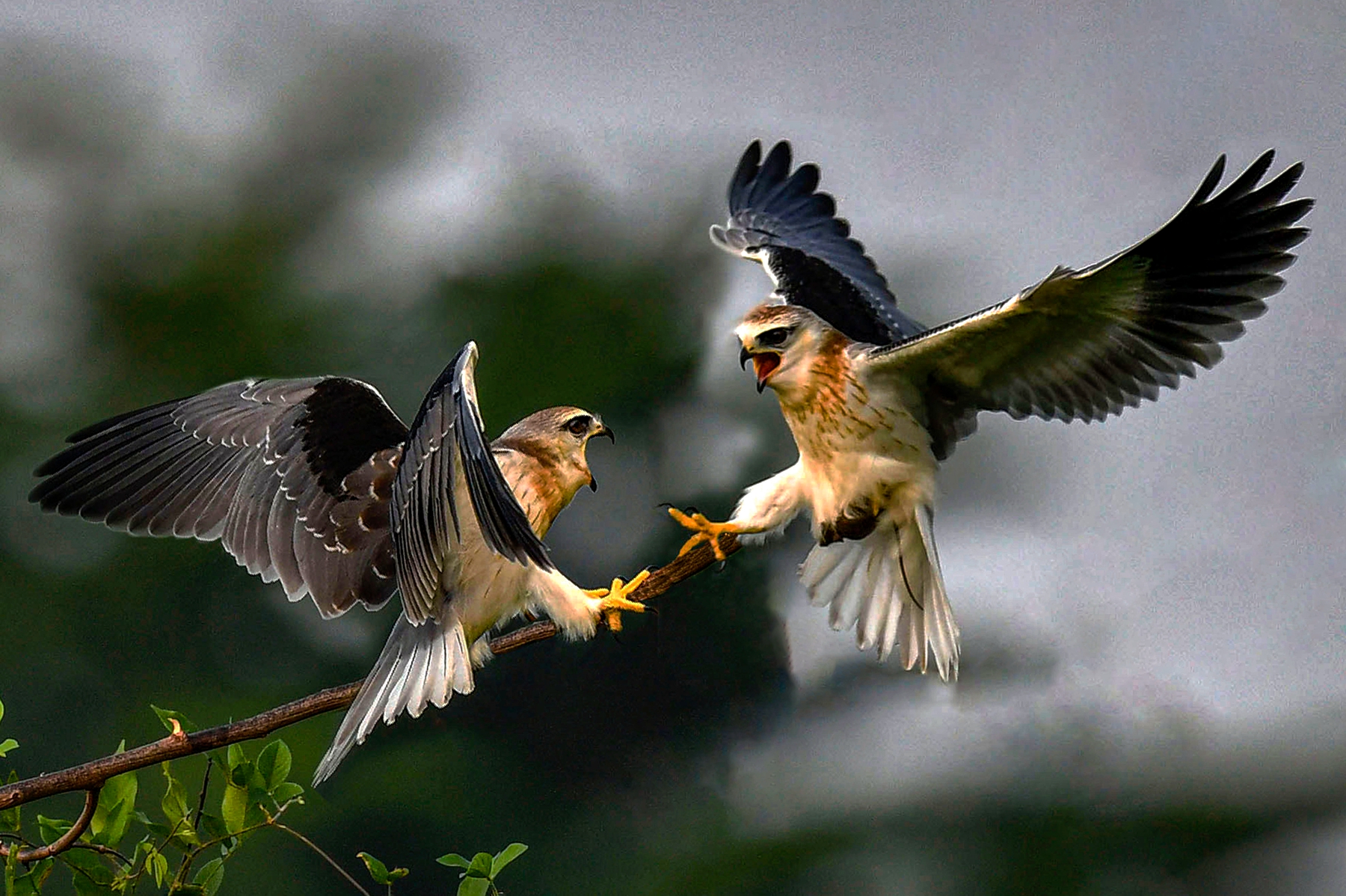 1月入選-陳泓文-分享