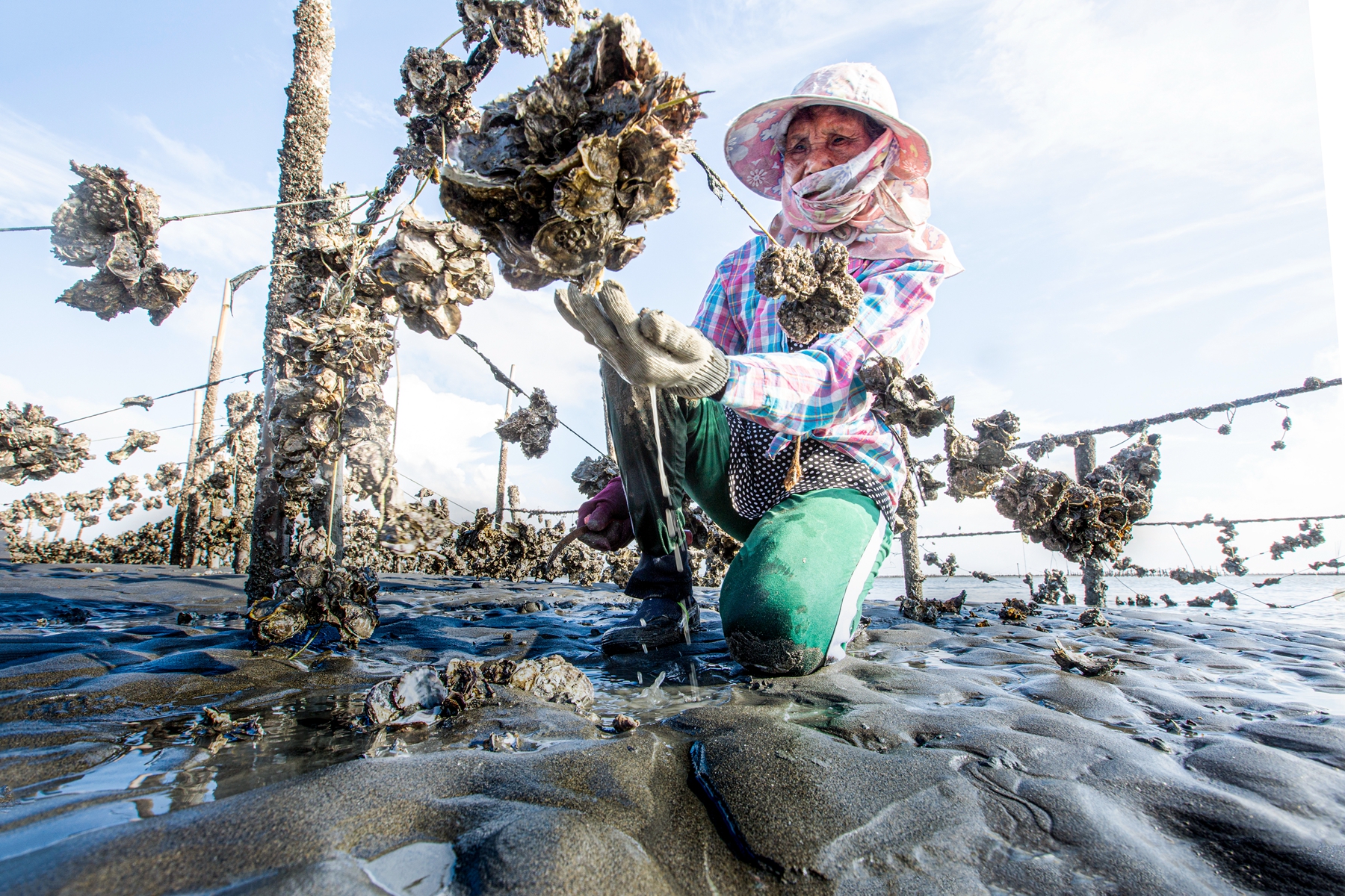 2月入選-陳翠娥-採蚵女