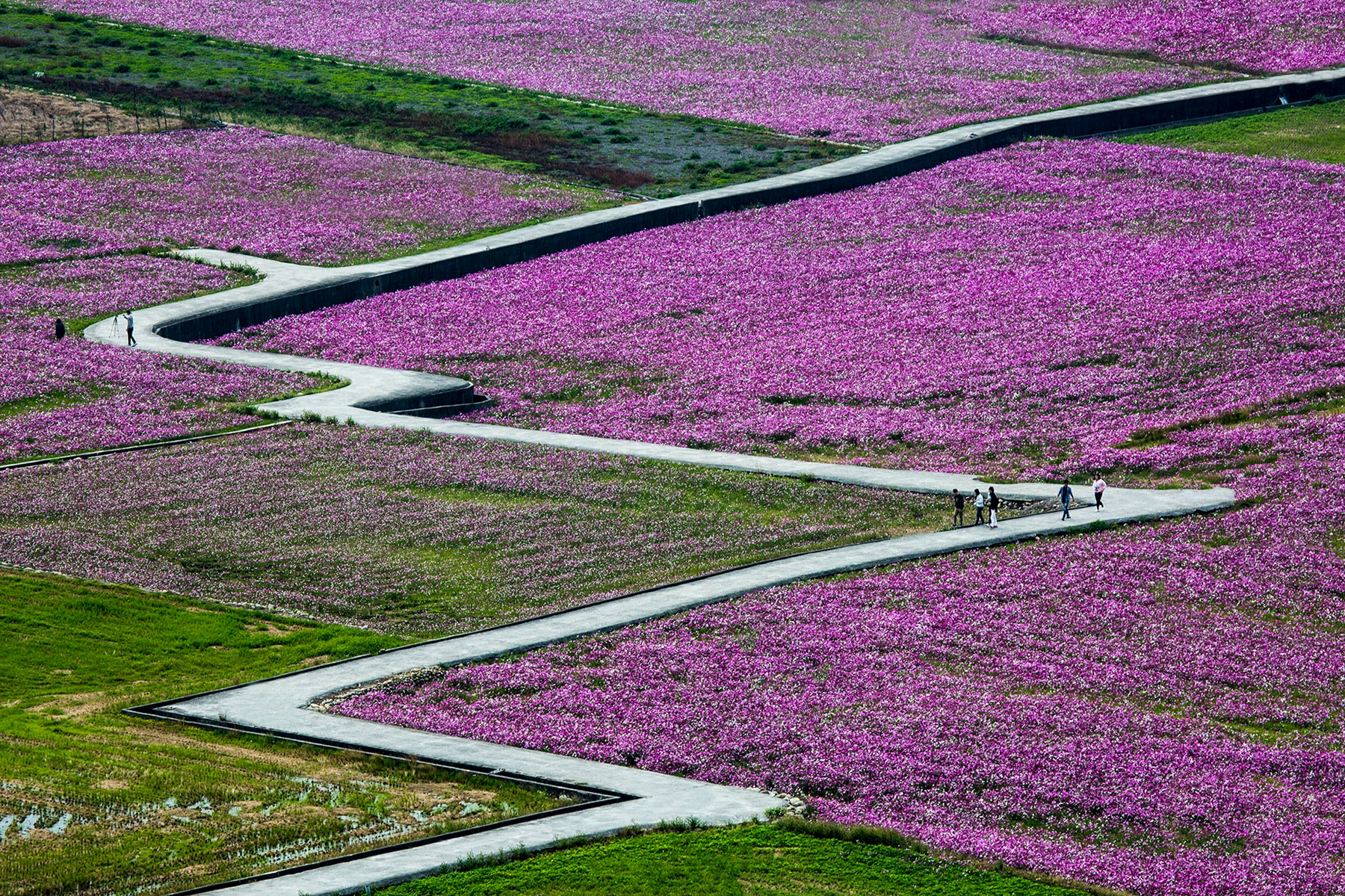2月入選-陳翠娥-閃電花田