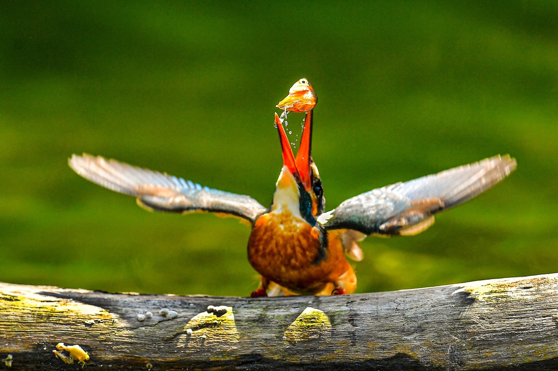 3月佳作-陳泓文-特技表演