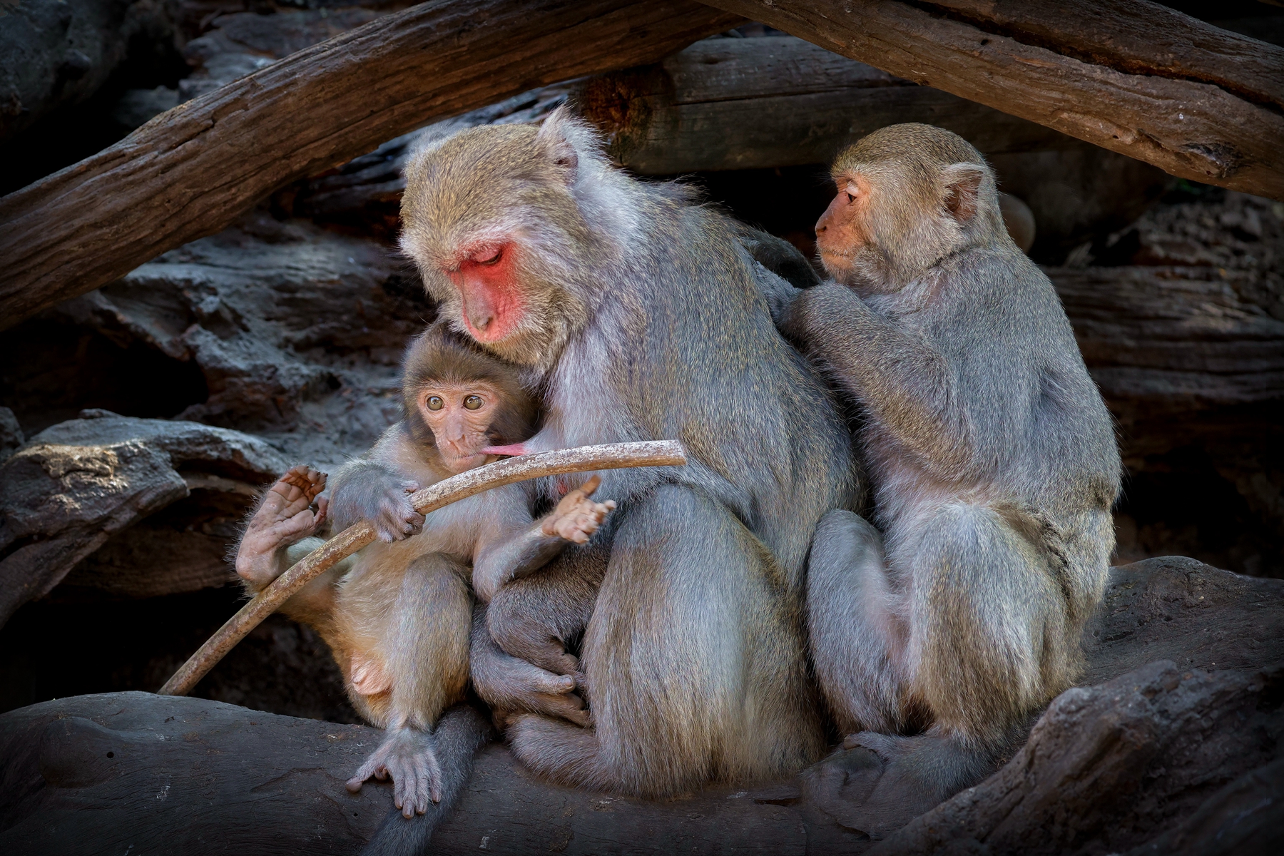 3月入選-邱瑞山-小淘氣