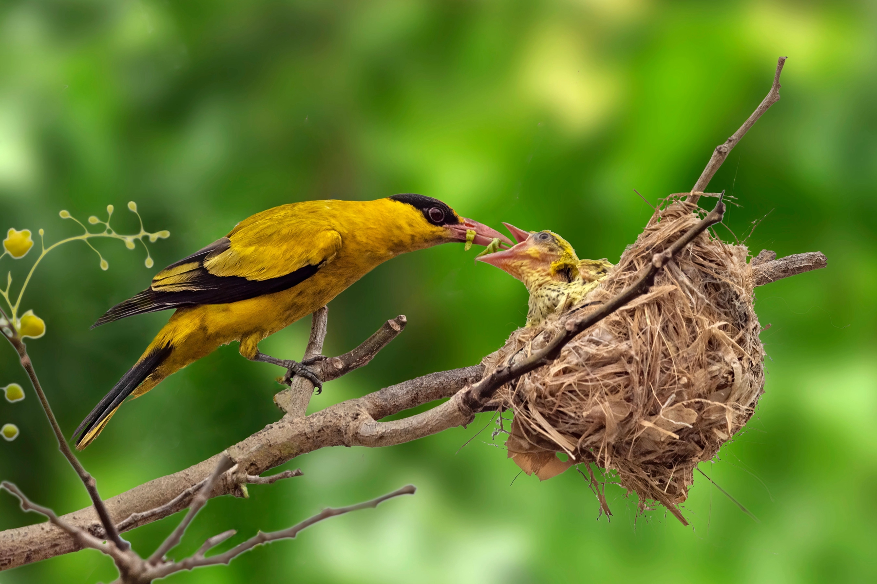 3月入選-邱瑞山-黃鸝育雛