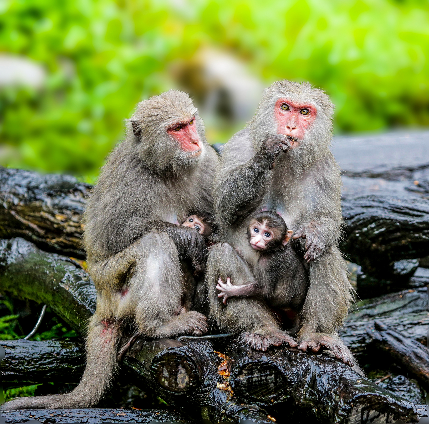 4月佳作-陳翠娥-闔家歡