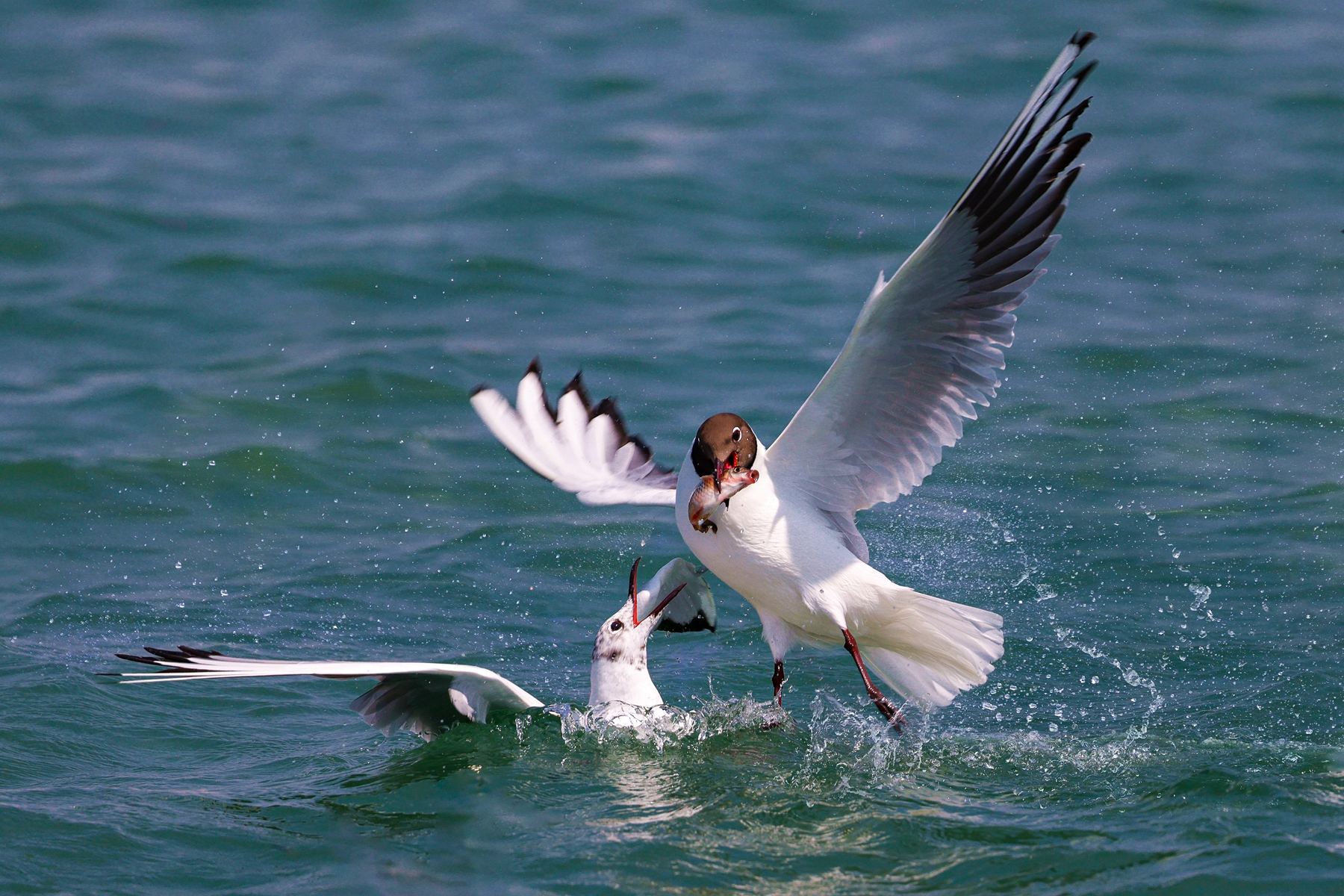 4月入選-邱瑞山-紅嘴鷗爭食
