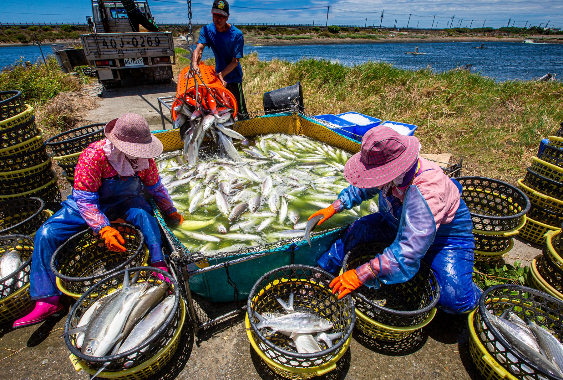 4月入選-陳翠娥-豐收