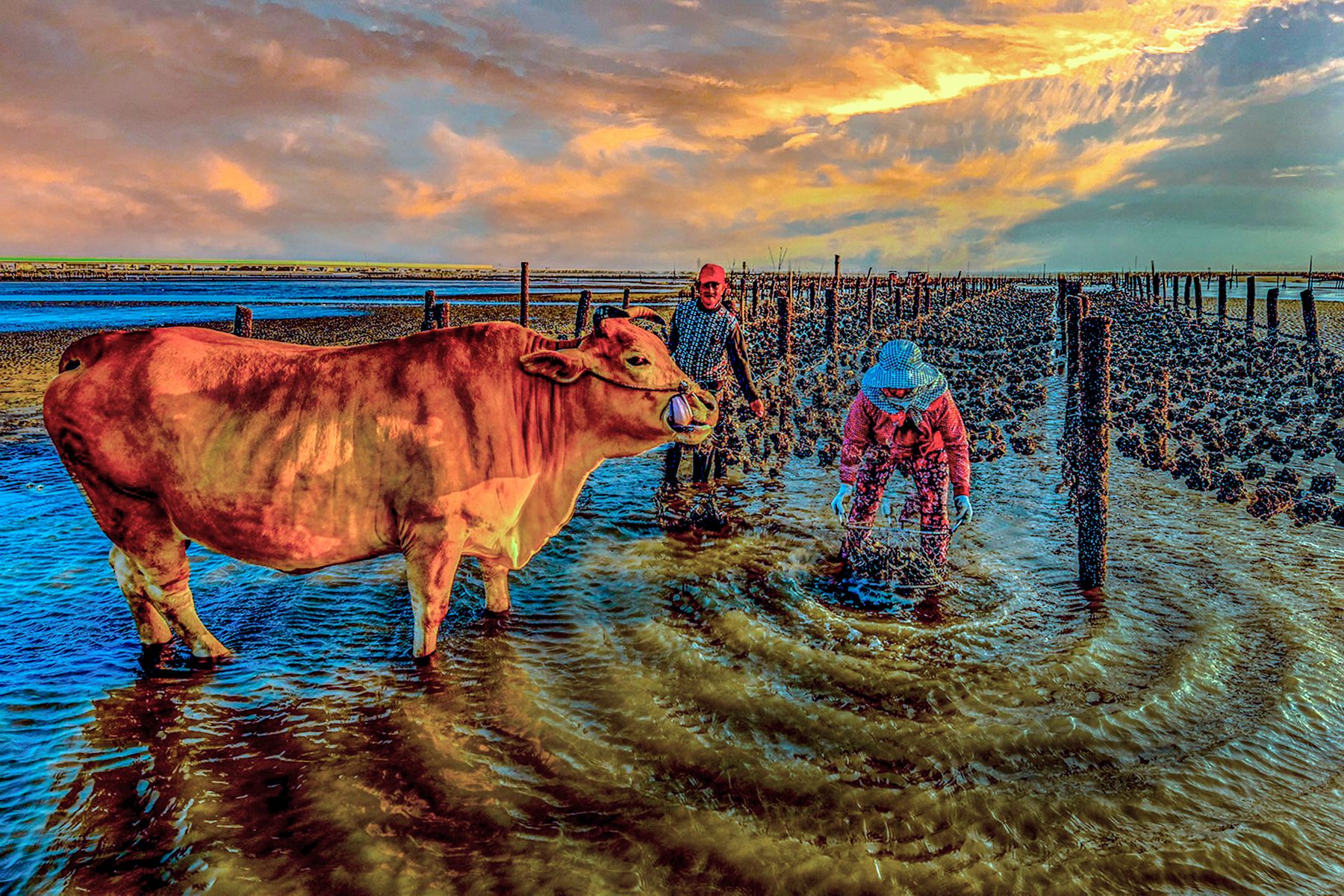 5月入選-陳泓文-採蚵