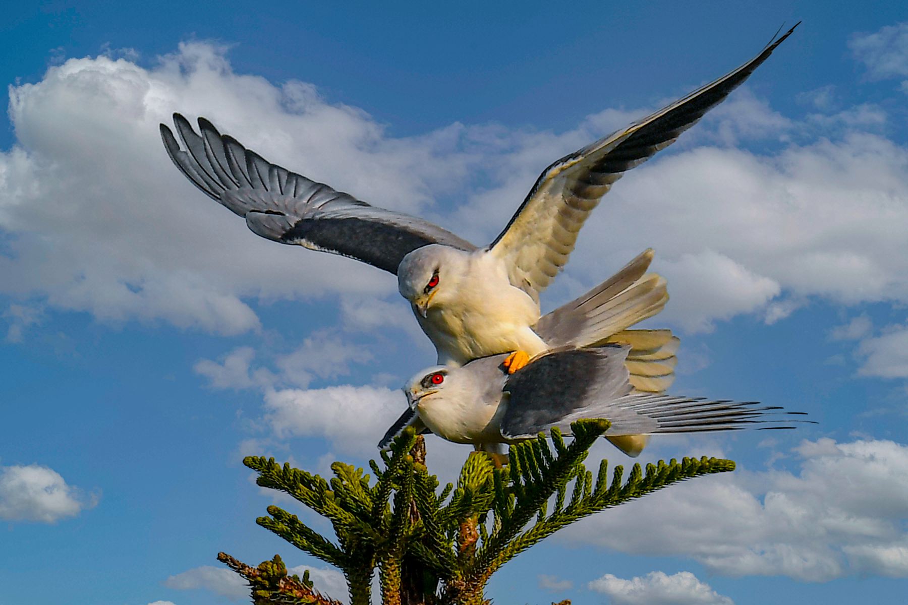 5月入選-陳泓文-繁殖