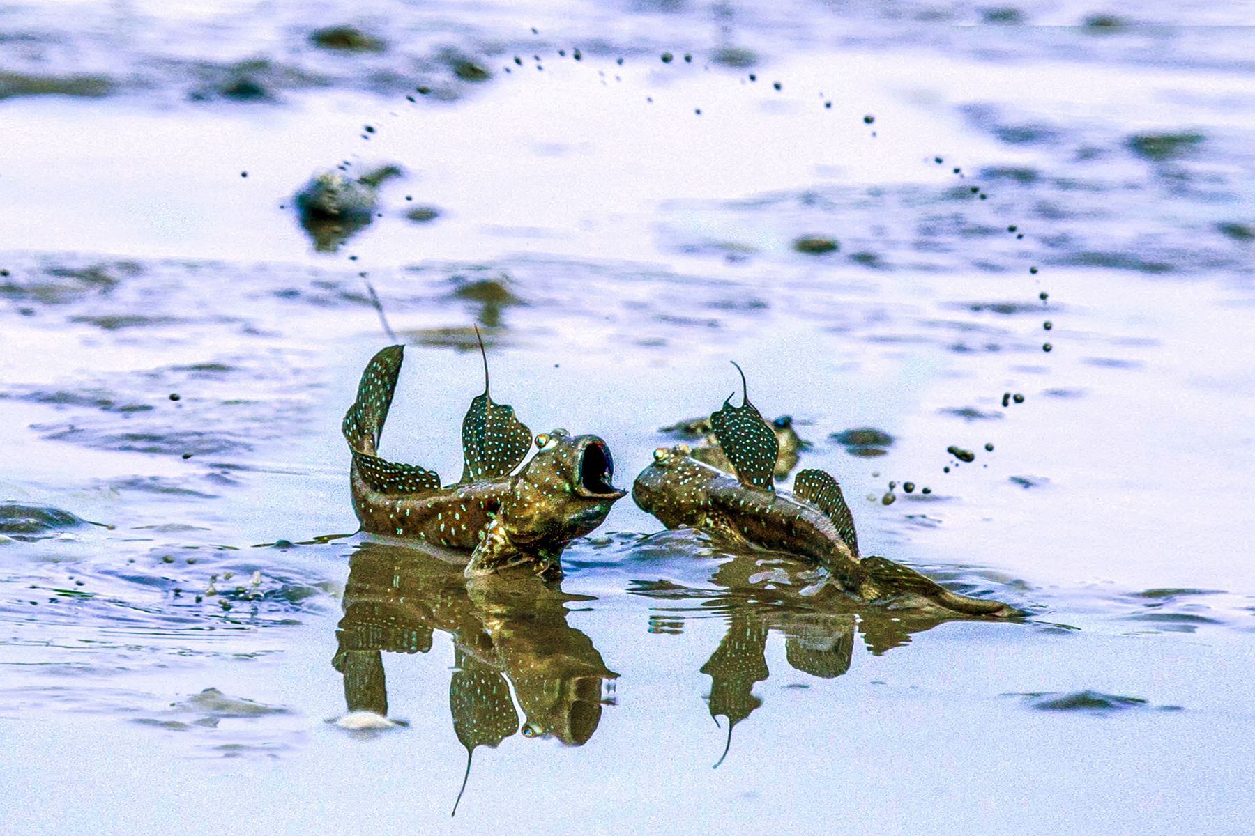 5月入選-陳翠娥-甩舞