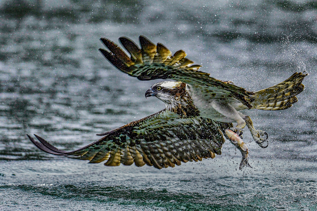 6月佳作-陳泓文-捕魚高手
