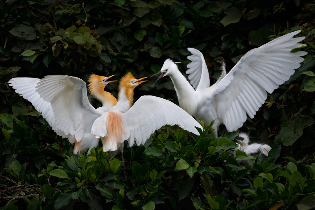6月入選-邱瑞山-護子心切