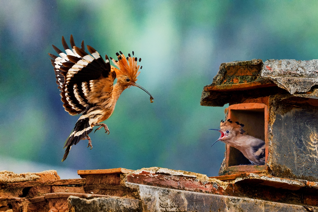 7月佳作-邱瑞山-戴勝育雛