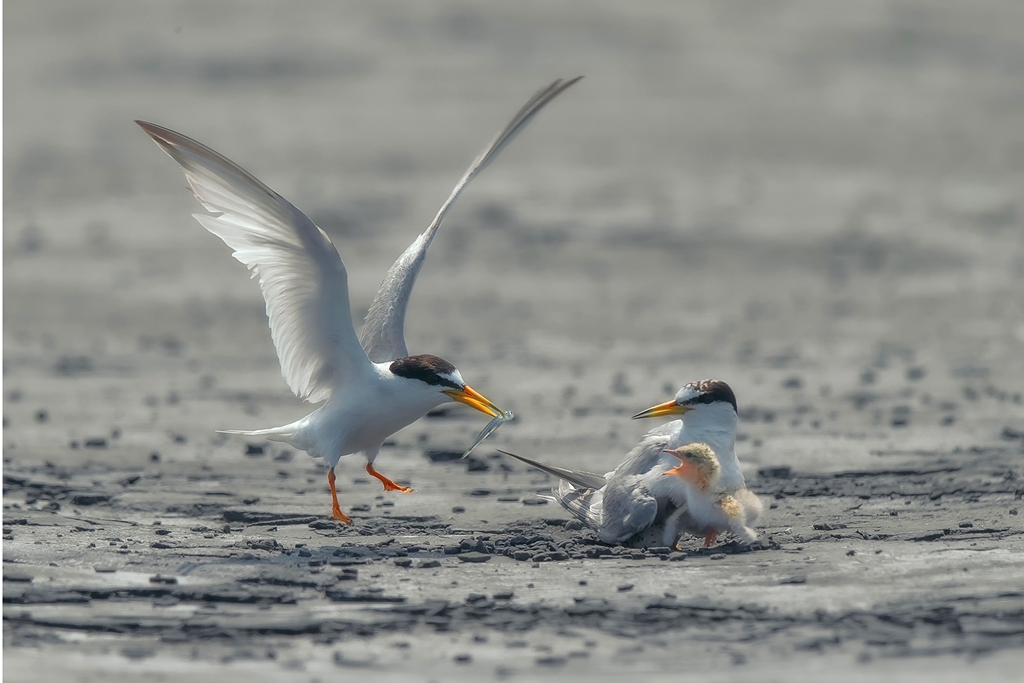 7月佳作-陳翠娥-小燕鷗