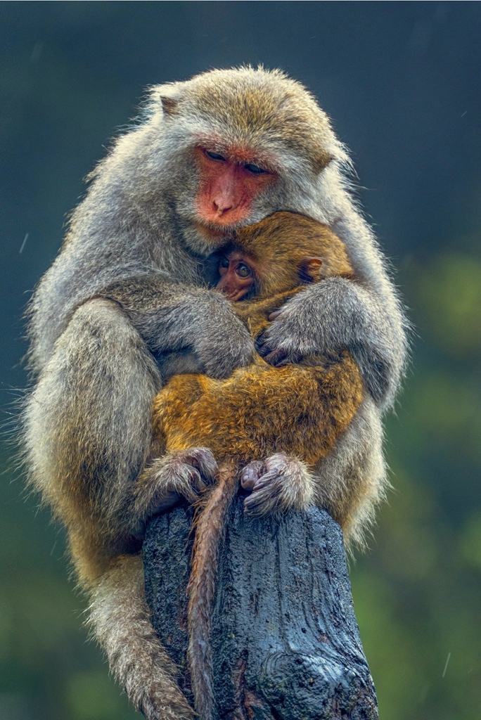 7月入選-陳泓文-我的寶貝