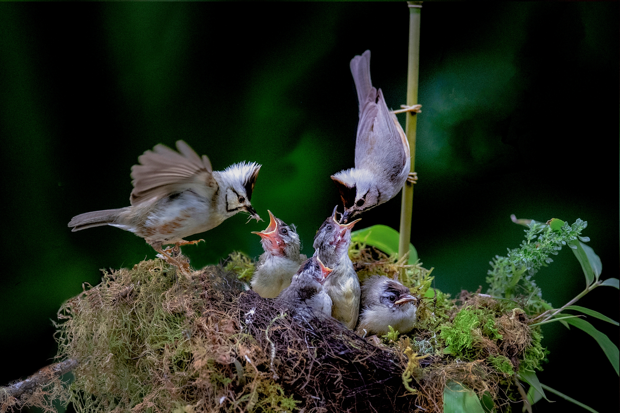 8月佳作-陳泓文-雙親育雛