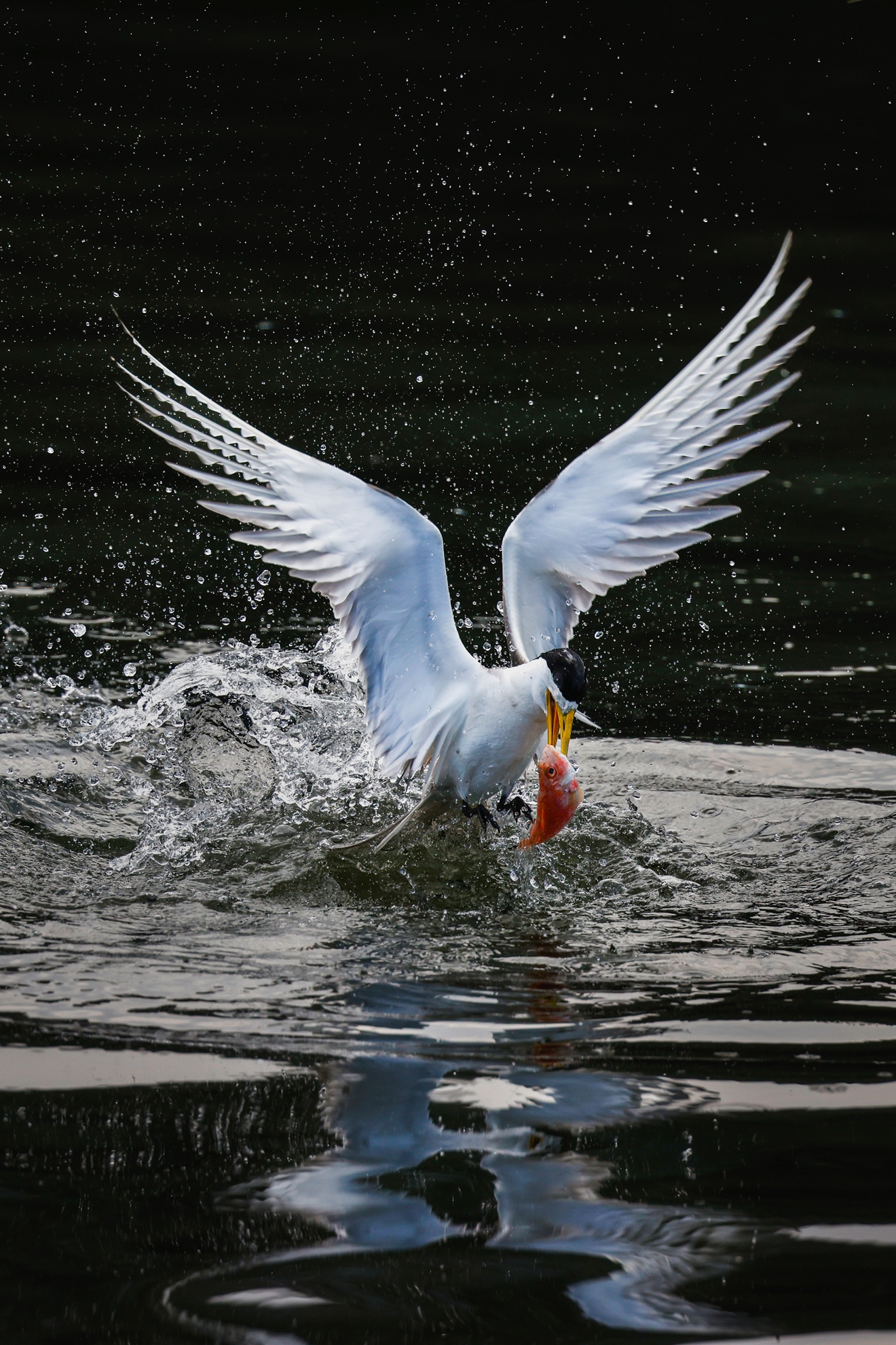 八月入選-邱瑞山-燕鷗衝水捕食