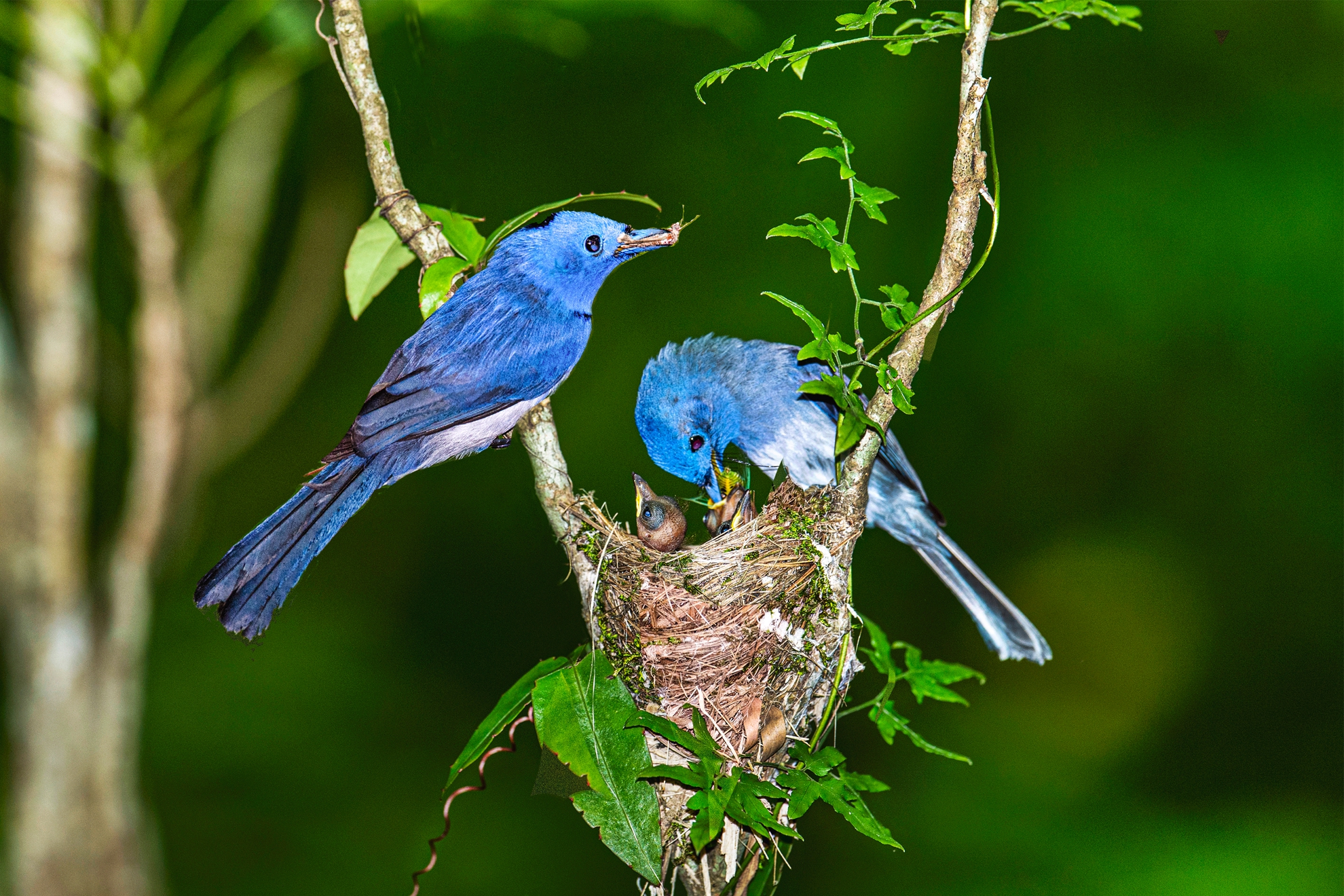 9月入選-陳泓文-黑枕育雛