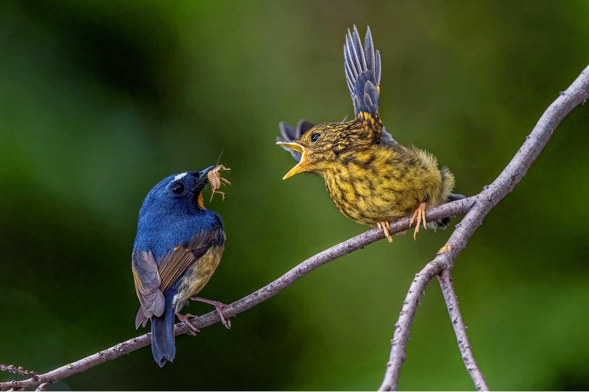 10月佳作-陳翠娥-乖乖寶貝