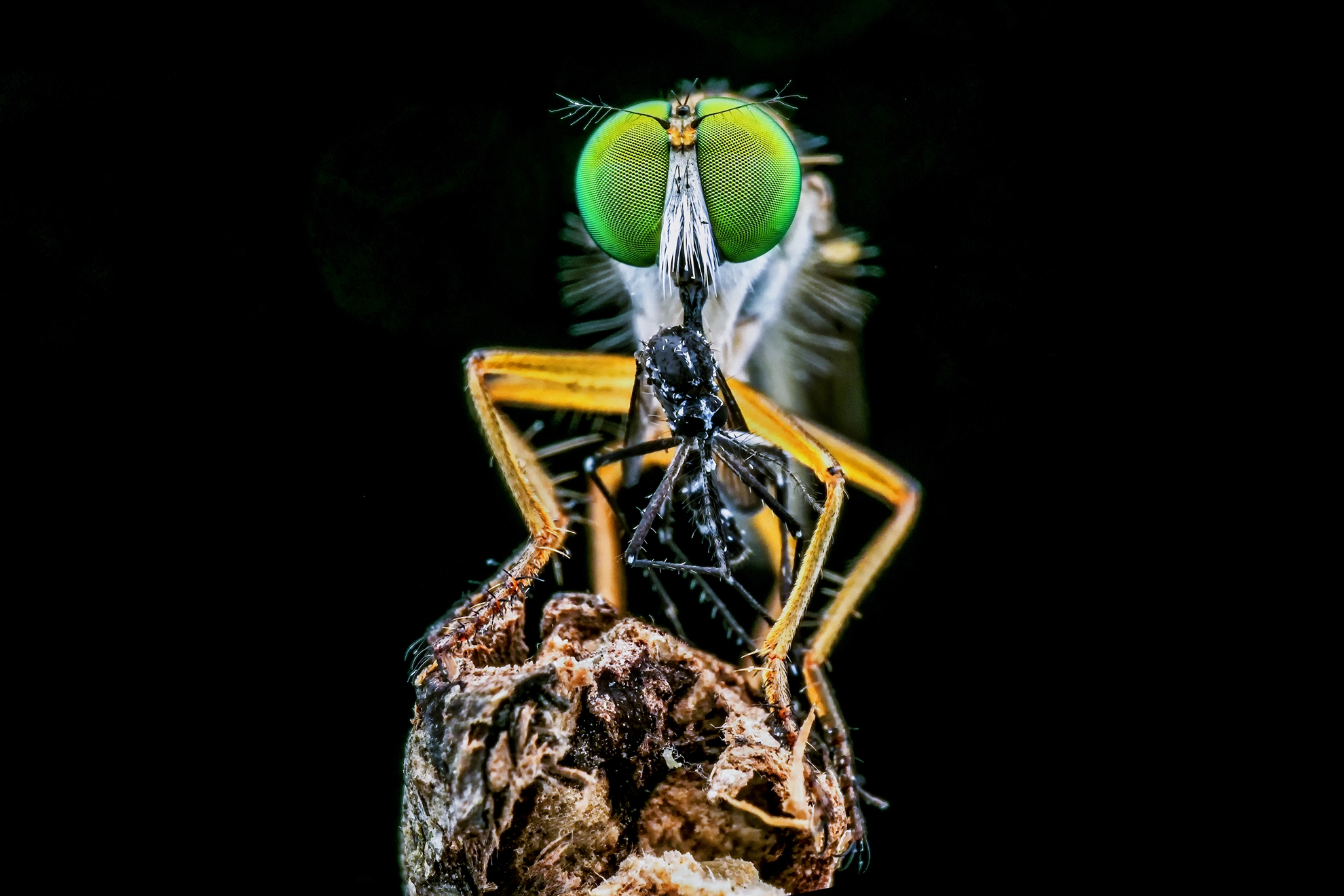 10月佳作-陳翠娥-美味佳餚