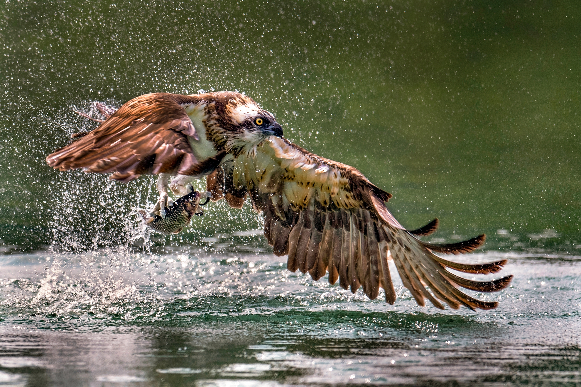 10月入選-陳泓文-技術高超