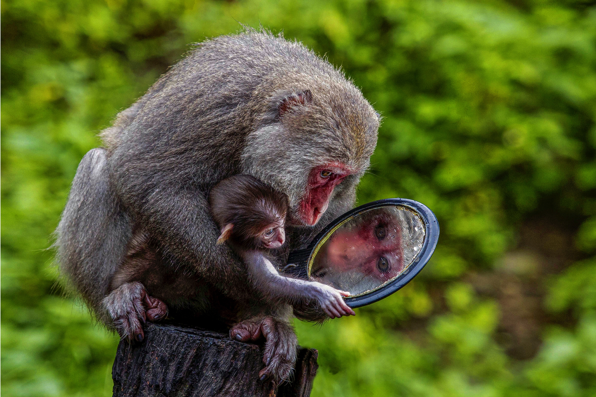 10月入選-陳翠娥-攬鏡入懷