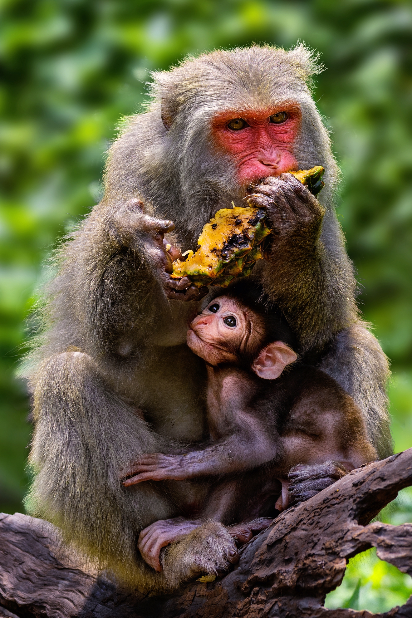 11月入選-邱瑞山-好想吃