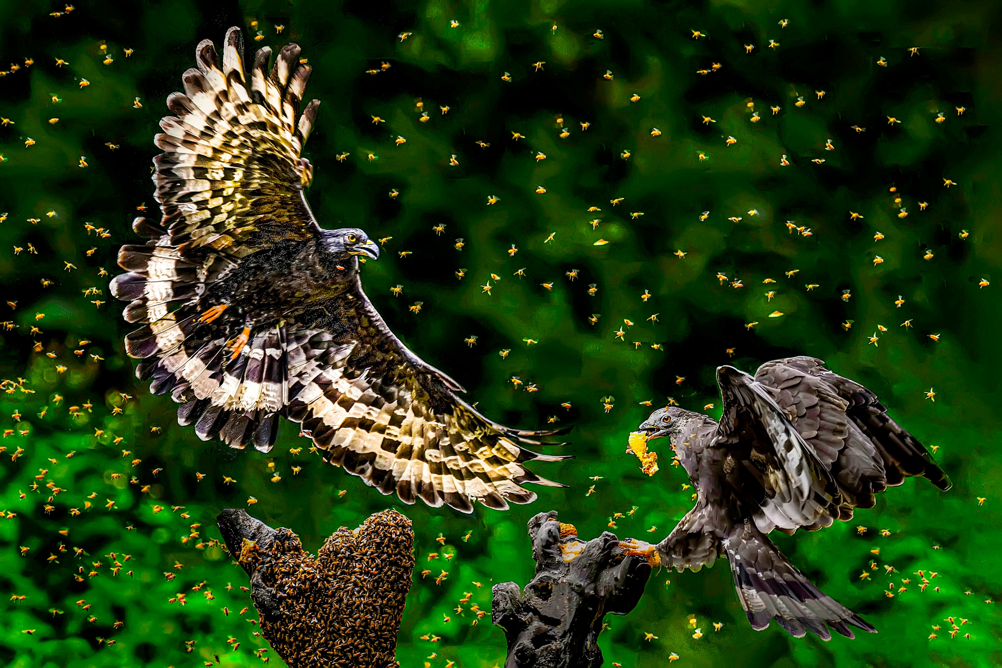 11月入選-陳泓文-驅趕