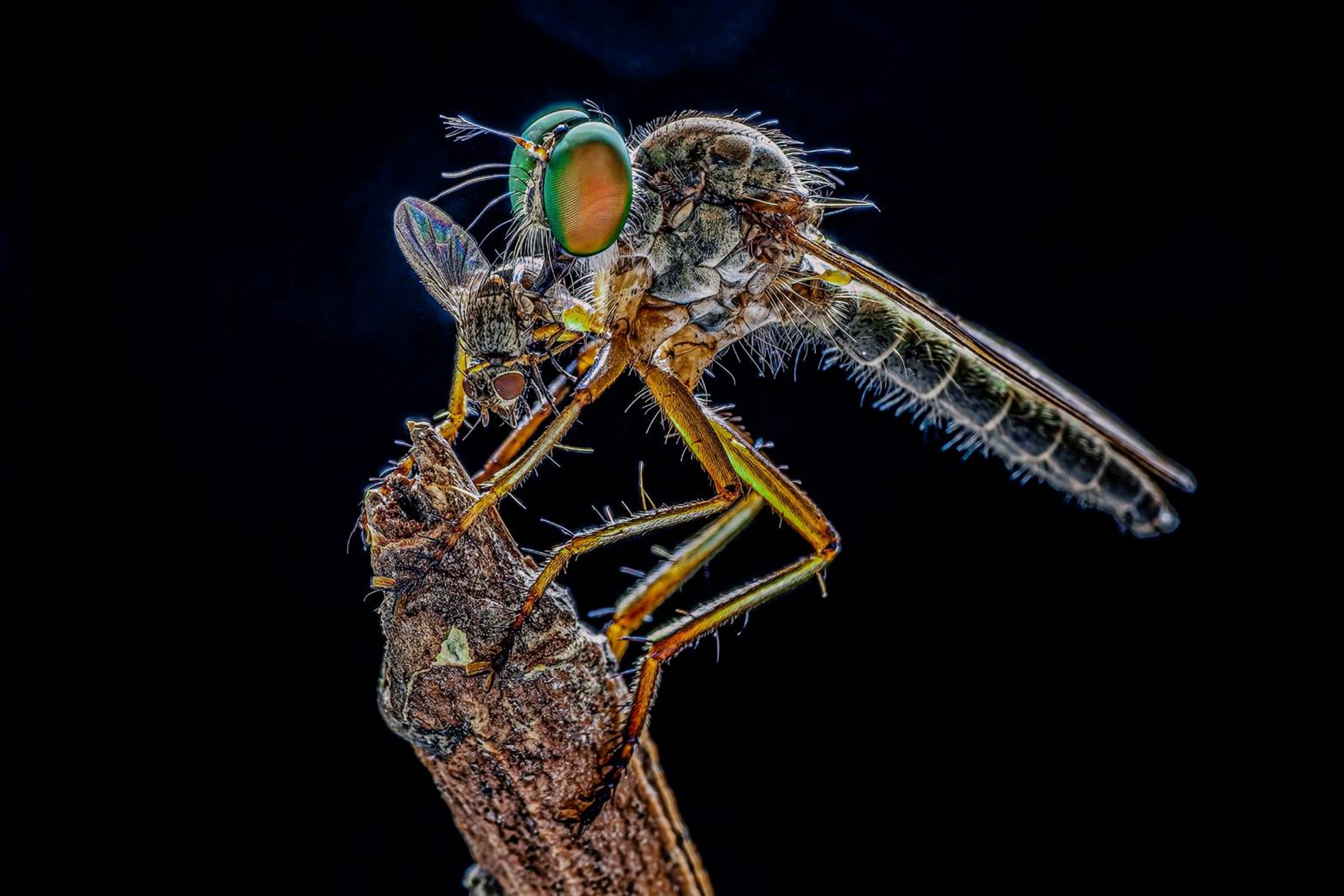 11月入選-陳翠娥-覓食